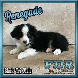 Renegade - Toy / Small Mini Black Tri Male Aussie Puppy