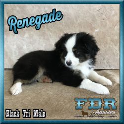 Renegade is a Toy / Small Mini Black Tri Male Aussie Puppy