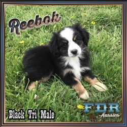 Reebok is a Mini Black Tri Male Aussie Puppy