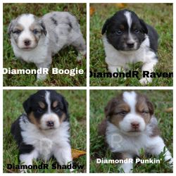 Mini Aussie Puppies- FOR SALE
