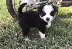 Miniature Australian Shepherds puppies looking for forever homes!