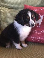 Mini Aussie puppies for Christmas