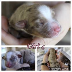 Litter of Miniature Australian Shepherd Puppies born 2/16/20