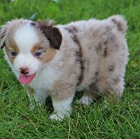 Outstanding Mini Aussie Puppies For Re-homing