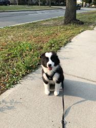AKC Registered 3-month-old pure breed male MAS