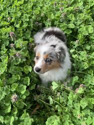 Beautiful Blue Merle Female Puppy - FREE Welcome Package