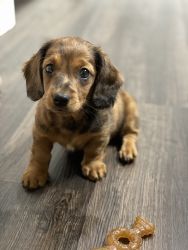 Mini Dachshund Puppy