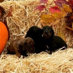 Miniature dachshund puppies ready for Thanksgiving