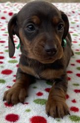 AKC male chocolate and tan miniature dachshund