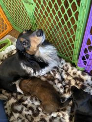 2 male miniature dachshunds Black is smooth brown is long haired
