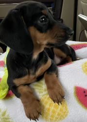 Beautiful and sweet 10 week old short haired Black and Tan mini