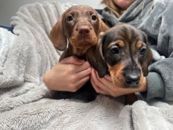 Outstanding Registered Miniature dachshund puppies