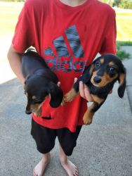 Mini dachshunds for sale!