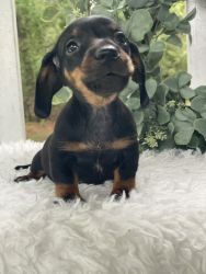 Oscar. Male miniature dachshund