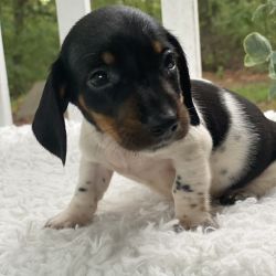 Spot. Male miniature dachshund