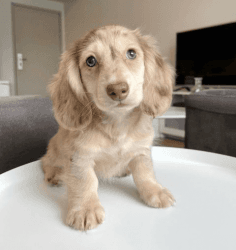 August puppy for sale – Miniature Dachshund Puppy