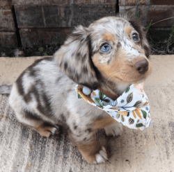 Miniature Dachshund puppies for adoption quite and lovely