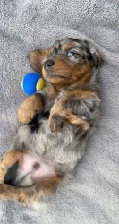 Miniature dachshunds puppies for sale