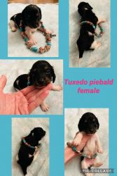 Mini dachshund AKC Limited pups