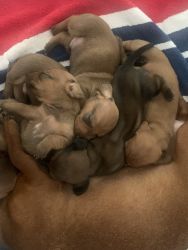 5 miniature dachshund pups pure breed 2 weeks old