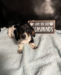 Mini dachshunds for sale
