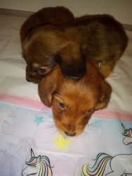 2 Long Coat Miniature Dachshund Puppies Ready Now