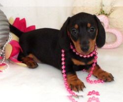 These gorgeous Miniature Dachshund puppies are so small and cute.