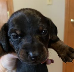 AKC Mini dachshund puppies for sale
