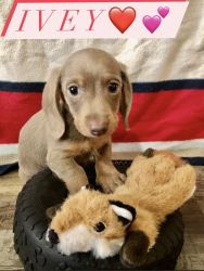 Miniature dachshund for sale