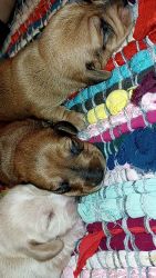 Miniature Dachshunds puppies