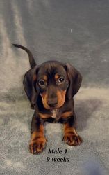 AKC Miniature Dachshund Puppies ready for their new home!