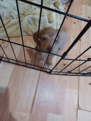 Mini dapple dachshund girl for sale