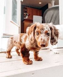 miniature dachshund pets adopt