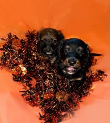 Male miniature dachshund puppies