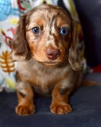 Adorable Miniature Dachshund Puppies
