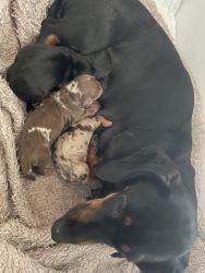 Three minature dachshund puppies for sale