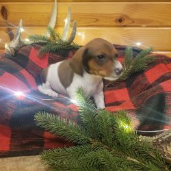 Boxie is a Cute cuddly dashhound male.. Ready for christmas!!
