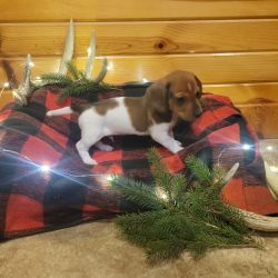 Bambi is an adorable Miniature dachshund male, ready for Christmas.