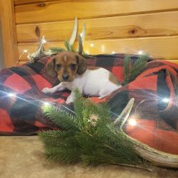 Brenn is a beautiful Mini dachshund female, Ready for Christmas!