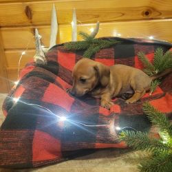 Rusty is a pure bred Mini dachshund male ready for Christmas!