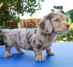Cute Mini Dachshund Puppies