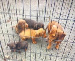 Lovely miniature dachshund puppies 3 boys 1 girl