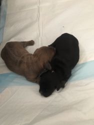 Tiny lil precious puppies