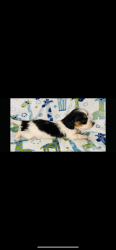 Make Mini dachshund puppy