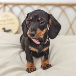 Miniature Dachshund Puppies Available