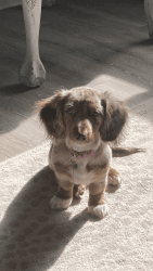 Mini dachshund puppy long haired dappled