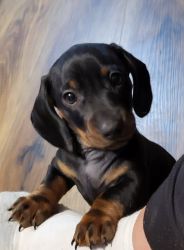 MALE Black and Tan CKC Registered