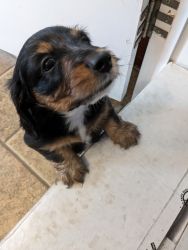 This is our male mini daschund