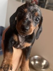 Purebred Mini dachshunds