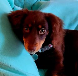 Miniature Longhair Dachshund Puppy